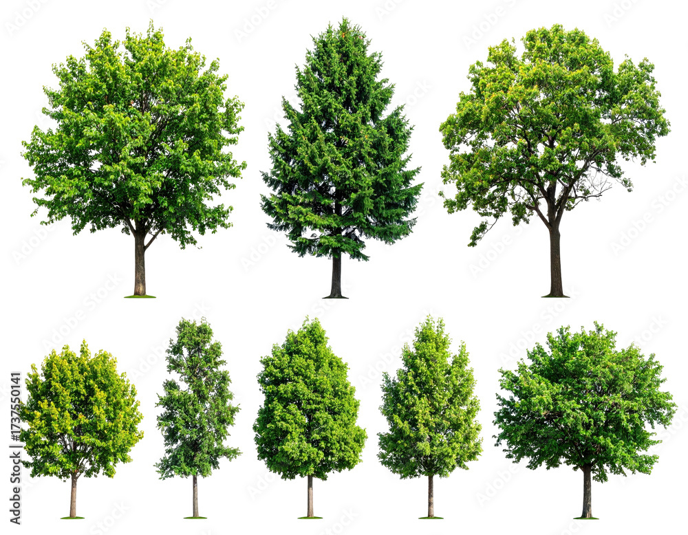 Obraz premium Assortment of diverse trees with lush green foliage on a transparent background