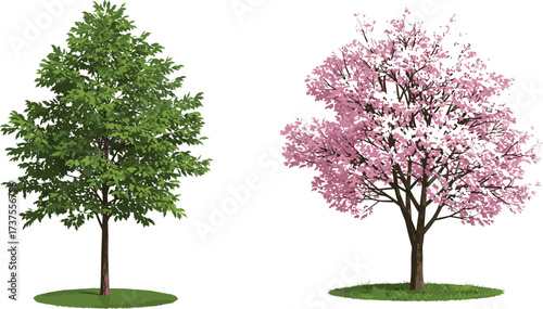Beautiful green tree and pink blossom tree illustration, natural foliage design, spring season nature artwork, cad drawing flat vector illustration