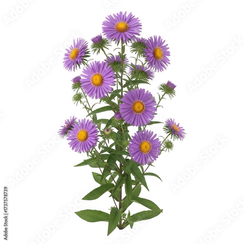 Quadro su tela Aster novae-angliae (New England aster) — “tall aster with vibrant purple blooms and golden centers