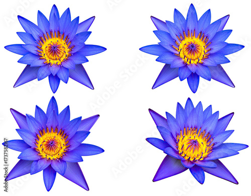 Four vivid blue water lilies with yellow centers against a stark black background