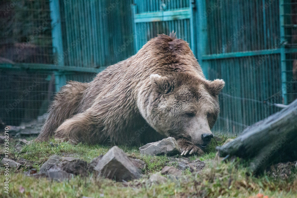 Obraz premium Portrait of a wild animal in an enclosure.