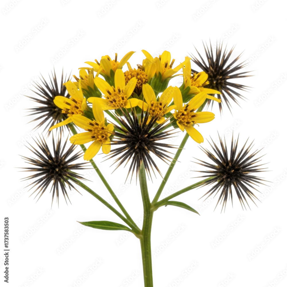 Obraz premium Bidens frondosa (beggarticks) — “tiny yellow petals with spiny seed heads.”