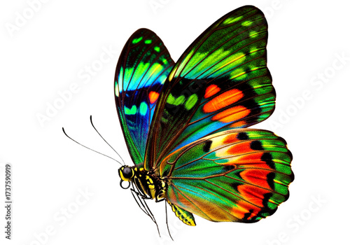Butterfly with transparent png  background