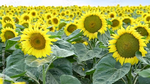 field with blooming sunflowers