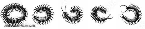 black and white silhouette vector of a centipede