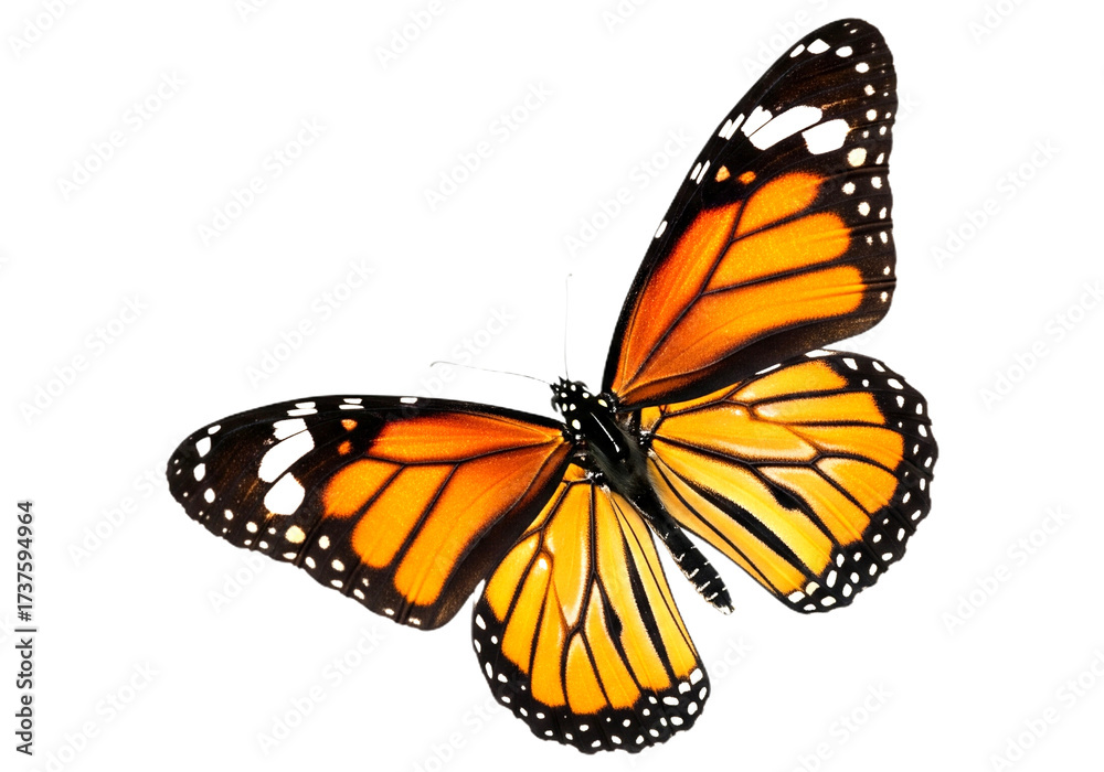 Fototapeta premium Butterfly with transparent png background