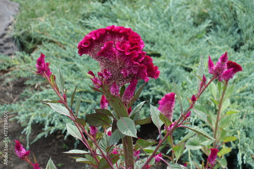 Showy magenta colored flower of Celosia argentea var cristata in September