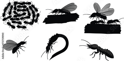 set of insects