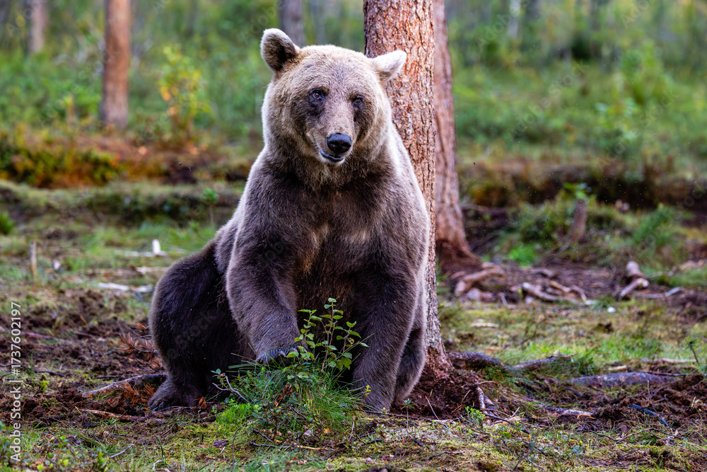 Fototapeta premium brown bear in the forest