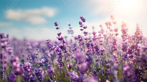 Blooming lavender field bathed in warm sunlight with a blurred background showcasing a serene blue sky and delicate white clouds, creating a vibrant and calming nature scene, ideal for evoking...