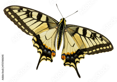 Butterfly with transparent png  background