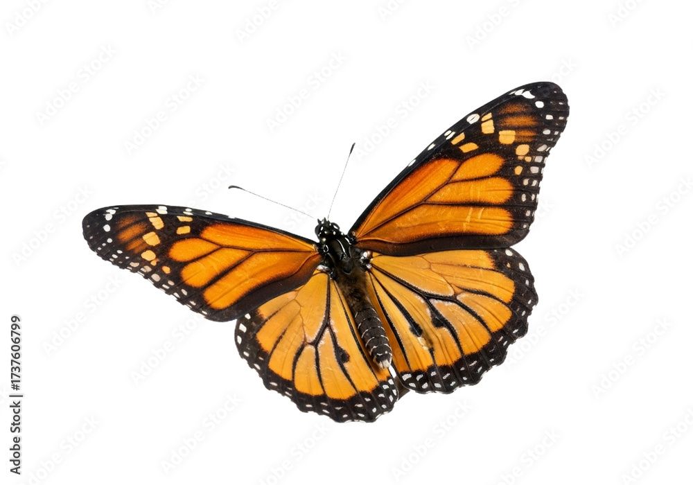 Fototapeta premium Butterfly with transparent png background