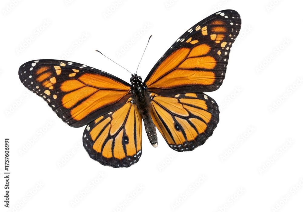Obraz premium Butterfly with transparent png background