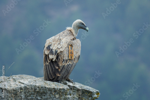 Buitre leonado con etiqueta antigua de marcación de aves posado en una roca del barranco del Cint en Alcoy, España