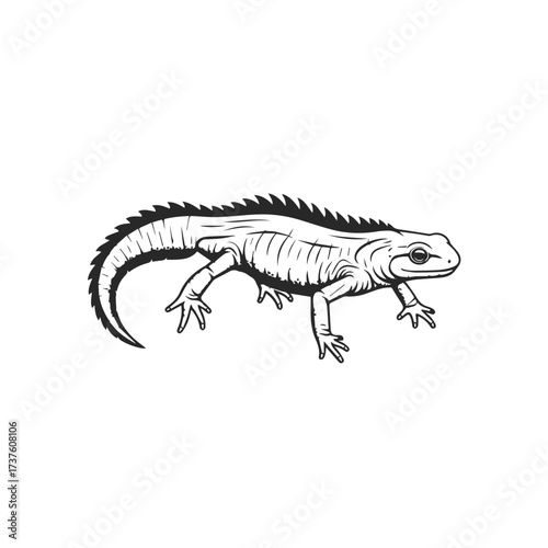 Black and White Illustration of a Lizard.