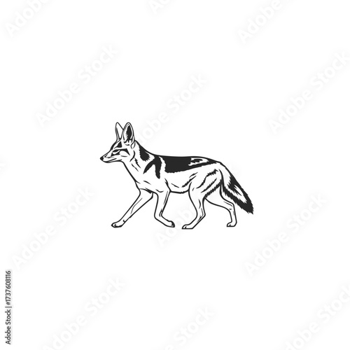 Black and White Jackal Illustration.