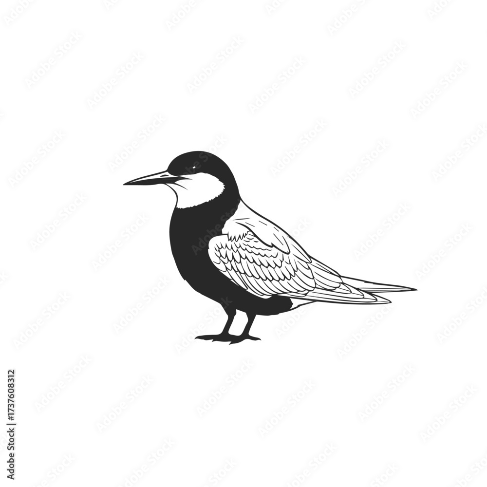 Fototapeta premium Black and White Tern Bird Illustration 1.