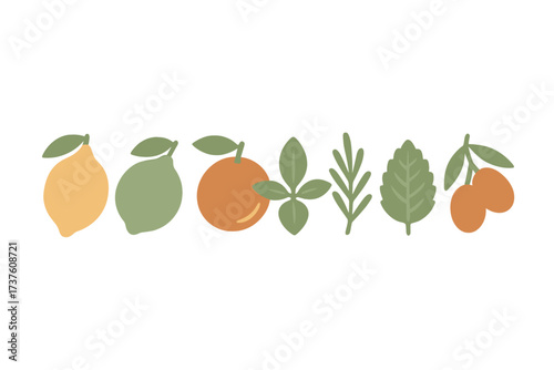 Illustrated fruits and herbs collection