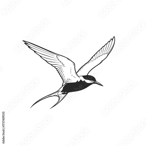 Elegant Tern Bird in Flight Silhouette.