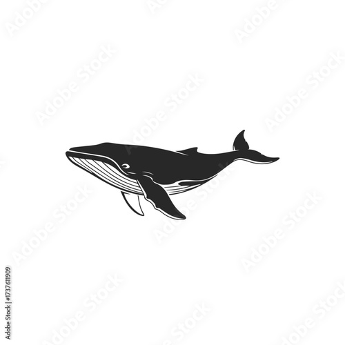 Silhouette of a majestic humpback whale swimming.
