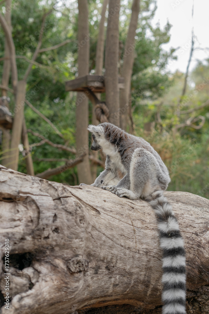 Fototapeta premium Ring-tailed lemur sitting in the sun, displaying its distinctive black-and-white striped tail in a natural environment.