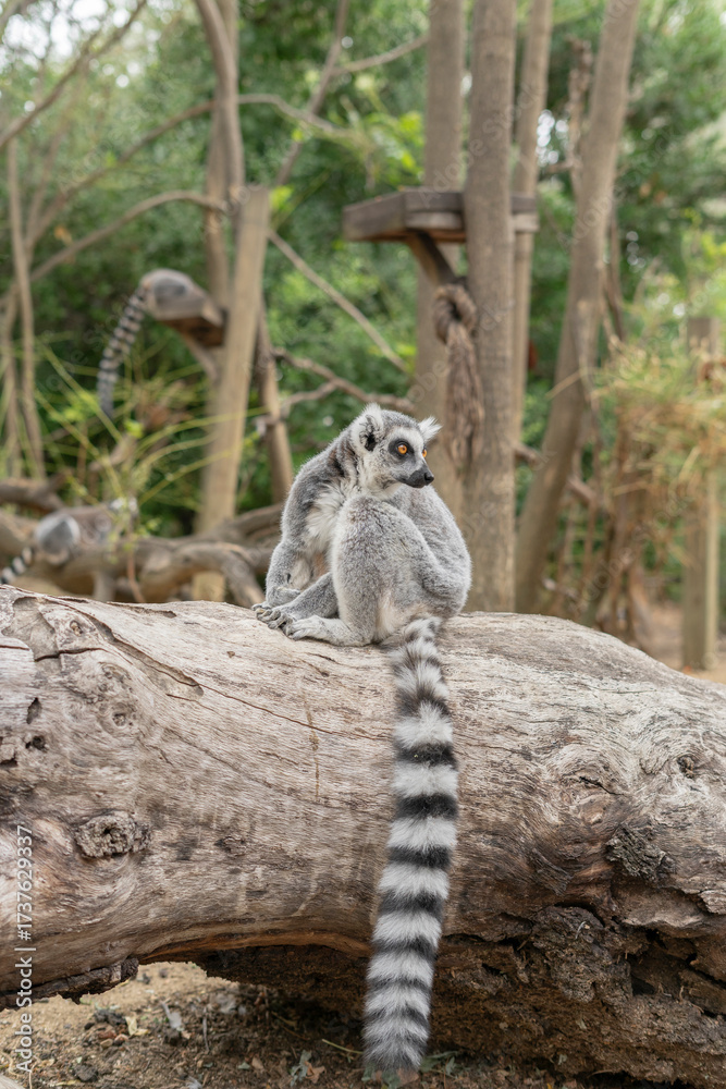 Obraz premium Portrait of a Madagascar lemur resting on a wooden log with a curious expression and natural background.
