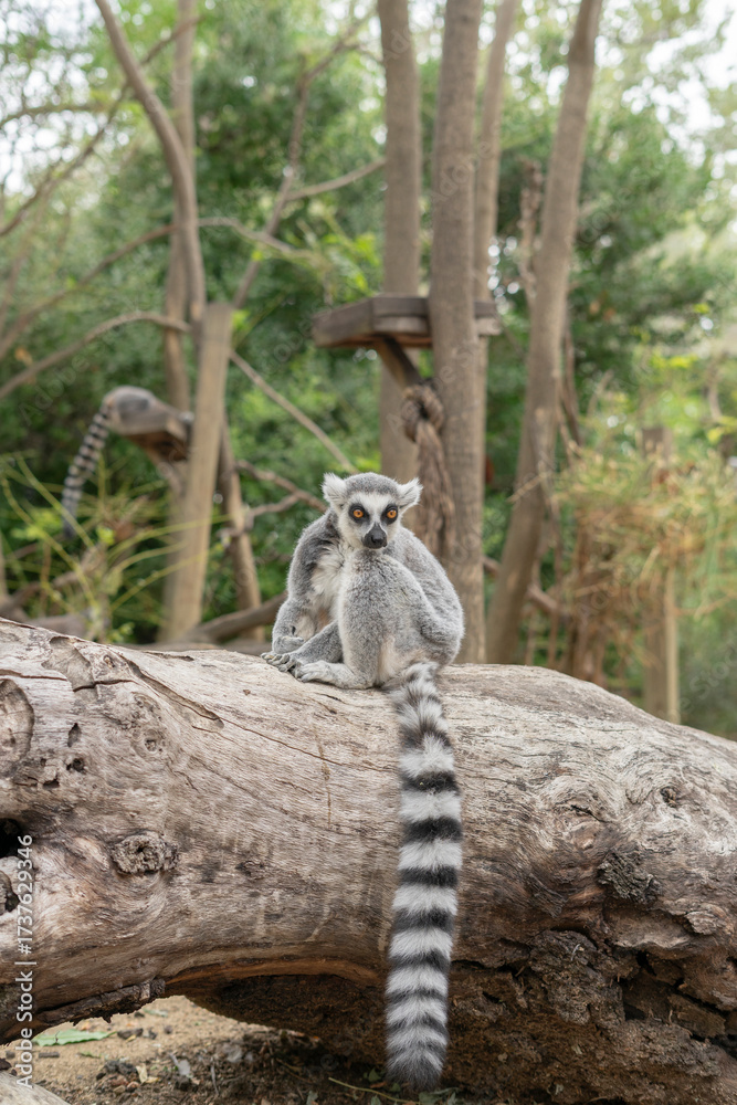 Obraz premium Photograph of a ring-tailed African lemur in a relaxed pose, showing its characteristic gray fur and striped tail.