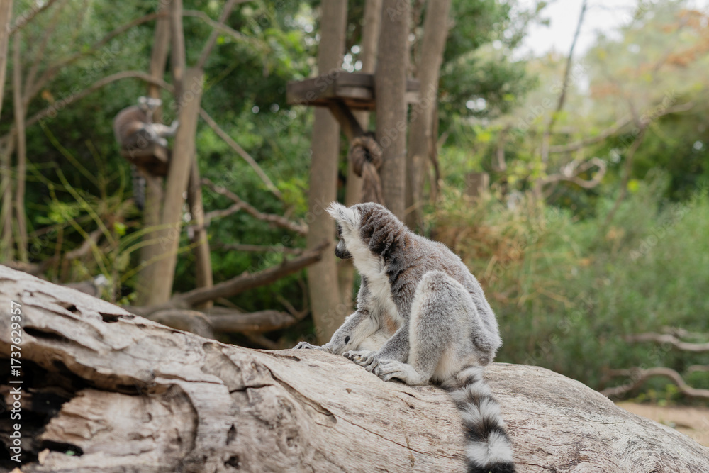 Fototapeta premium Ring-tailed lemur (Lemur catta) sitting calmly on a log, captured in its natural habitat in Madagascar.