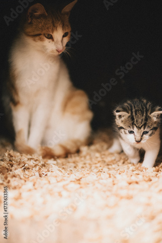 Katzenbaby