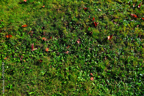 秋の公園の芝生と落葉 / Fallen Leaves on Autumn Grass