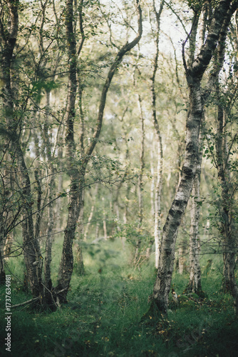 Birken im Moor