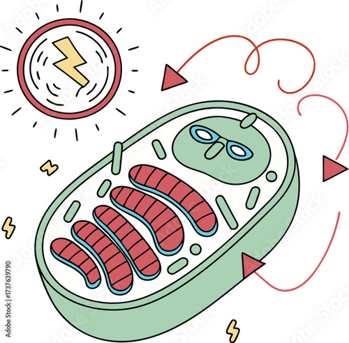 Whimsical Chloroplast Illustration Showcasing Photosynthesis Process, Educational Biology Diagram, Modern Science Concept, Appealing Presentation, Cute Design