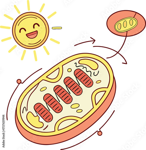 Captivating mitochondria illustration showcasing cellular respiration and energy production, perfect for science education materials and biology textbooks