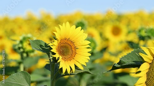 field with blooming sunflowers