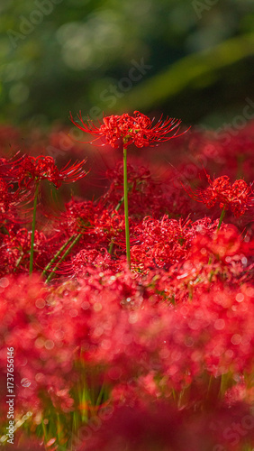 一輪の彼岸花　秋の花　絶景　縦構図
