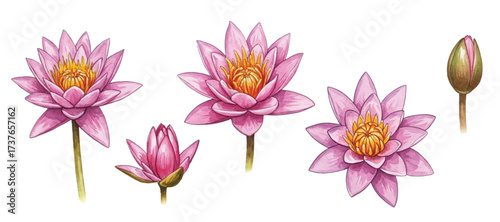 Adobe Illustrator Artwork