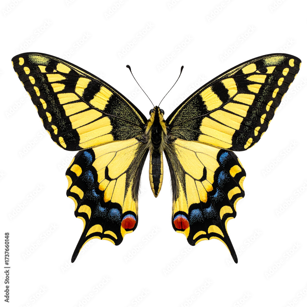 Fototapeta premium Flying Papilio Machaon Butterfly, Top-Down View, Isolated on Transparent Background