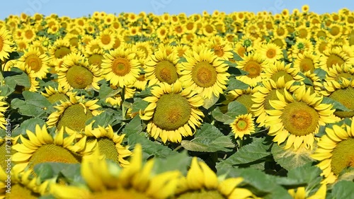 field with blooming sunflowers