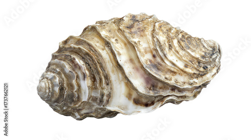 seashell isolated on white