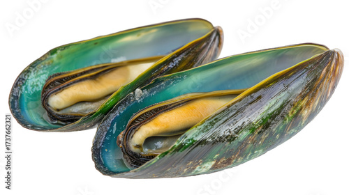 Two Fresh Green Lipped Shellfish Bivalves Open on White Background