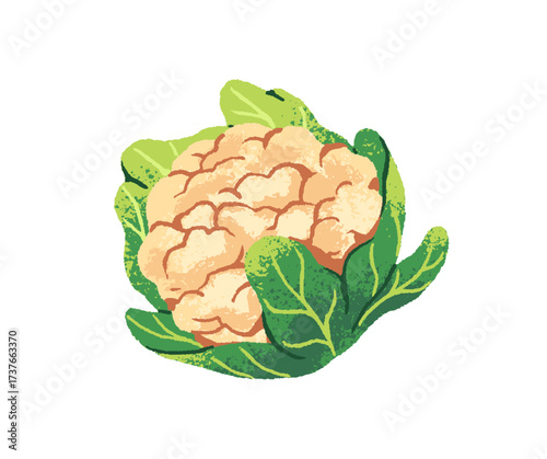 Icon of cauliflower, cabbage. Fresh vegetable for eating, cooking. Agriculture crop, farmer harvest. Healthy farm food, product. Flat isolated hand drawn vector illustration on white background