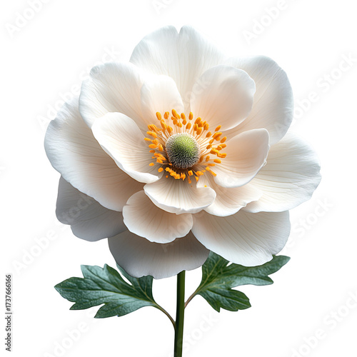 Single white flower close up elegant decorative