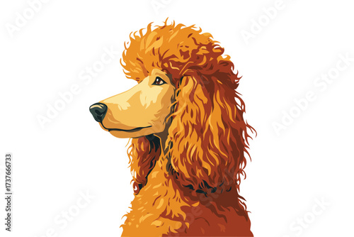 Poodle canine poodle dog isolated