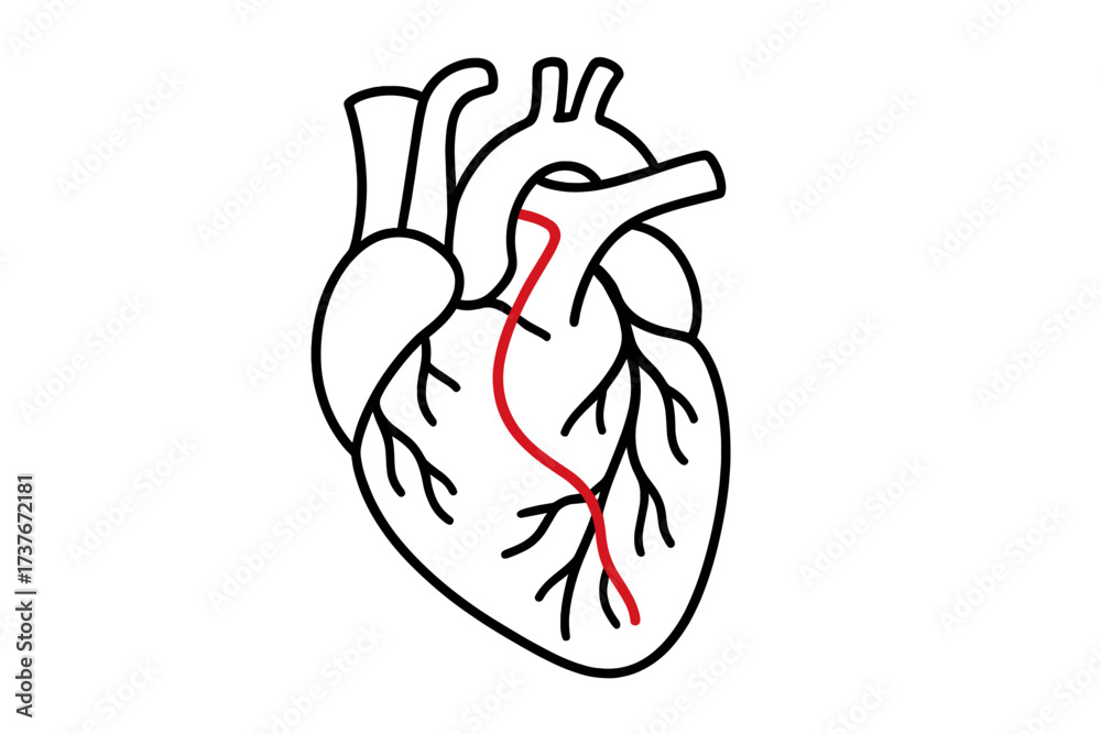 Obraz premium Anatomical human heart outline with a highlighted red path representing a coronary artery