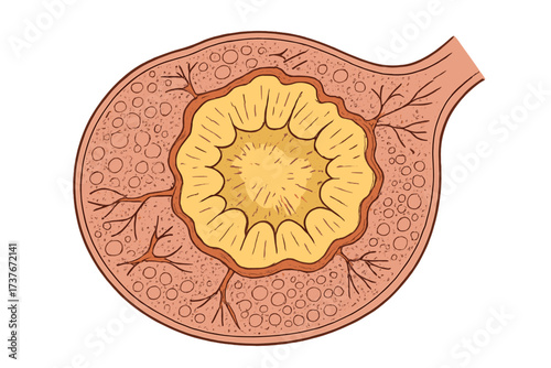 Detailed anatomical cross-section of a human gland or follicle with internal structures