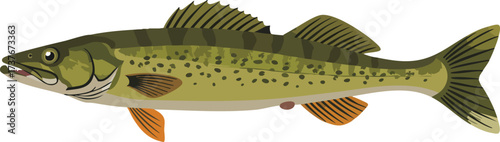 Illustration of a walleye fish with green and yellow coloring.