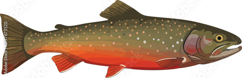 Illustration of a brook trout or char with a greenish-brown back, white spots, and a distinctive orange-red belly, depicted in profile.