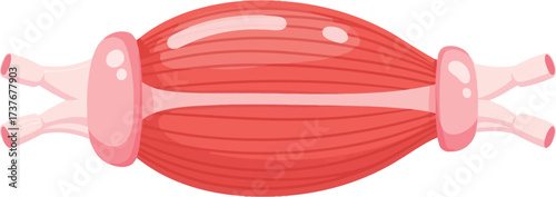 Understanding muscle structure anatomy and function illustration