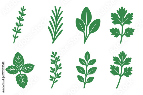 Collection of fresh green culinary herbs and aromatic spices for cooking and seasoning