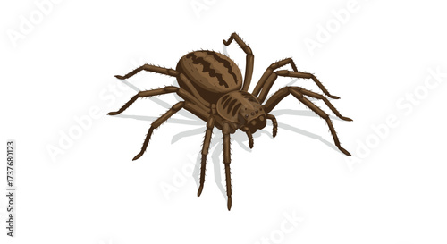 Realistic detailed tarantula on white background